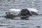 Leopard seal attacking a young crabeater