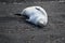 Leopard Seal Basking on Black Volcanic Lava Sand, Deception Island,  Antarctica