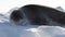 Leopard Seal float on an Iceberg