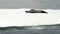 Leopard seal on ice