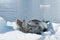 Leopard Seal on Ice Floe