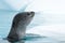 Leopard Seal on Ice Floe