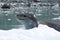 Leopard seal on an iceberg