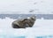 Leopard Seal on an Iceberg