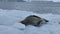 Leopard Seal on the iceberg