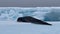 Leopard Seal on the iceberg