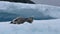 Leopard Seal on the iceberg