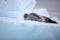 Leopard seal on iceberg, Antarctica