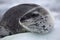 Leopard seal resting on ice floe, Antarctica