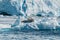 Leopard Seal resting on ice floe Antarctica