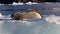 Leopard Seal sleep  on Iceberg