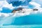 Leopard seal sleeping on a snowy cloud bed