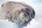 Leopard seal smile, Antarctica