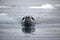 Leopard seal swimming, Antarctica