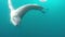 Leopard seal under water