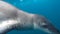 Leopard seal under water