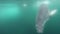 Leopard seal under water