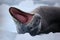 Leopard seal yawning, Antarctica