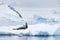 Leopard Seal yawning and resting on an iceberg, snow covered mountains and additional icebergs in the background, Paradise Harbor,