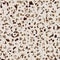 Leopard seamless watercolor pattern.