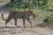 Leopard searching for prey