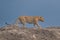 A leopard searching for prey in the grasslands