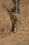 A leopard searching for prey in the grasslands of Namibia