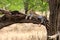 Leopard, Serengeti National Park