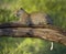 Leopard in the serengeti national reserve