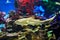 Leopard shark in marine aquarium, background with motion blur.