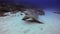 Leopard Shark Or Zebra Shark Close Up. Happy Cute Carpet Shark Rising Up On Fins