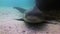 Leopard Shark Or Zebra Shark Close Up. Happy Cute & Smiling Carpet Shark