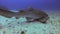 Leopard Shark Or Zebra Shark Close Up & Remoras Fish Cleaning. Carpet Shark Marine Life