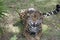 Leopard showing fangs giving a loud roar