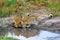 Leopard Siblings - Selinda Game Reserve, Botswana, Africa