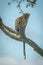 Leopard sits on diagonal branch looking down