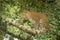 Leopard sits on lichen-covered branch looking up