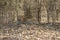 Leopard sitting in Bamboo grove at Tadoba Tiger reserve Maharashtra,India