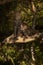 Leopard sitting in dappled sunshine on branch