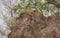 Leopard sitting on termite mound