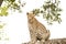 Leopard sitting on tree, Botswana, Africa