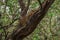 Leopard sitting on the tree at kabini, nagarhole tiger reserve, karnataka india