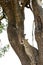 Leopard sitting on a tree, Masai Mara