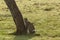 Leopard sitting under a tree