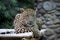 Leopard sitting on wooden bench in a zoo looking into camera