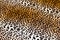 Leopard skin