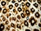 Leopard Skin Design