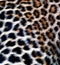 Leopard skin pattern animal backgrounds