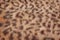 Leopard Skin Real Fur Hair Background Texture. 3d Rendering