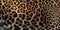 Leopard skin texture for background real fur